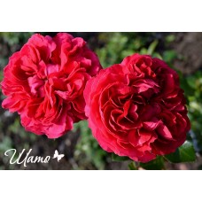 Alain Souchon   (Алан Сушон)-foto3