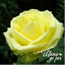 Amandine (Амандин)-foto2