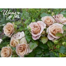 Amnesia (Амнезия)-foto2