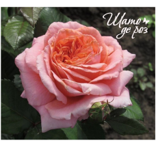 Amour de Molène (Амур де Молен)-foto2