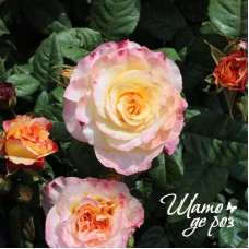 Aquarell (Акварель)-foto2