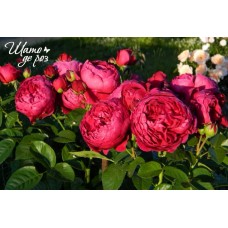 Ascot (Аскот)-foto2