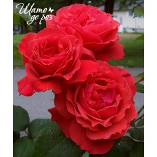 Duftwolke (Дуфтвольке)