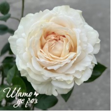Ivory Yves Piaget (Айвори Ив Пьяже)-foto4