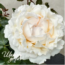 Ivory Yves Piaget (Айвори Ив Пьяже)