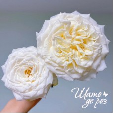 White Ashley (Вайт Эшли)-foto4