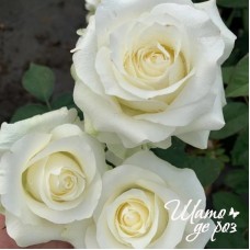 White Chocolate (Уайт Чоколейт)-foto3