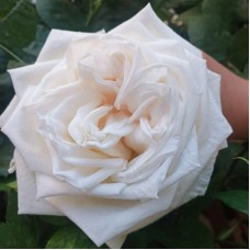 White O'Hara (Вайт О'Хара)-foto2