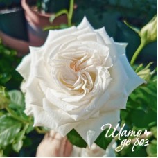 White O'Hara (Вайт О'Хара)-foto3