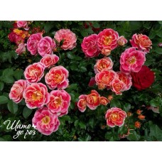 Airbrush (Эйрбраш)-foto2