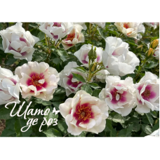 Bull's Eye (Буллс Ай)-foto2
