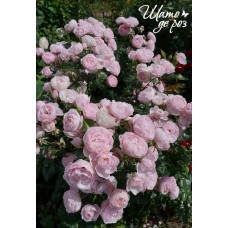 Hans Gonewein Rose (Ханс Гоневейн Роуз)-foto2