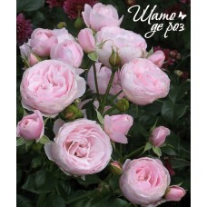 Hans Gonewein Rose (Ханс Гоневейн Роуз)