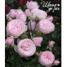 Hans Gonewein Rose (Ханс Гоневейн Роуз)