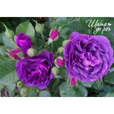 Minerva (Минерва)-foto2