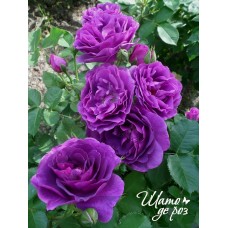 Minerva (Минерва)-foto3
