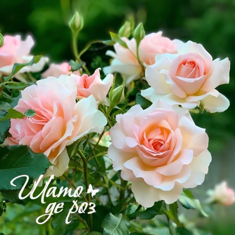 Chandos Beauty (Чандос Бьюти) Chandos Beauty (Чандос Бьюти)