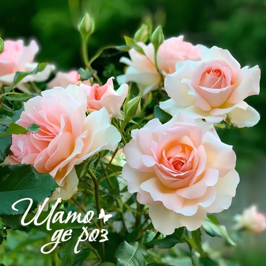Chandos Beauty (Чандос Бьюти)