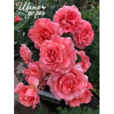 Corail Gelee (Кораль Желе)-foto4
