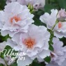 Couture Rose Tilia (Кутюр Роуз Тилия)