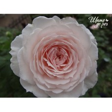 Misaki (Мисаки)-foto3