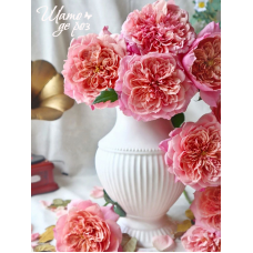 Miyabi Cha (Мияби Ча)-foto5