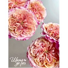 Miyabi Cha (Мияби Ча)-foto4