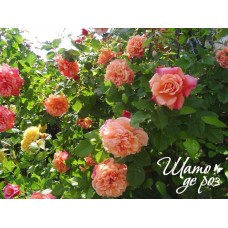 Aloha (Алоха)-foto2