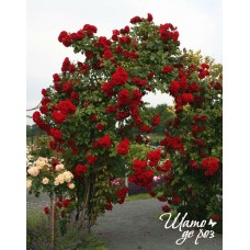Amadeus (Амадеус)-foto2