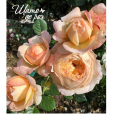 Apricot Sky (Эприкот Скай)-foto3