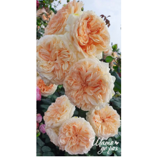 Apricot Sky (Эприкот Скай)-foto2