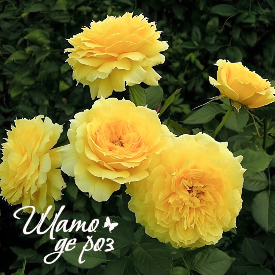 China Girl (Чайна Гёрл)