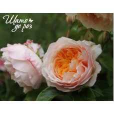 Ginger Syllabub (Джинджер Силлабаб)-foto3