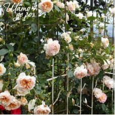 Ginger Syllabub (Джинджер Силлабаб)-foto4