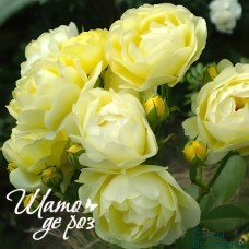 Golden Border (Голден Бордер)