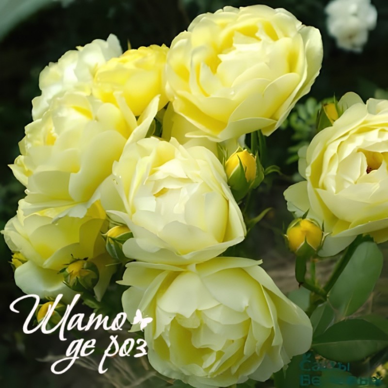 Golden Border (Голден Бордер) Golden Border (Голден Бордер)