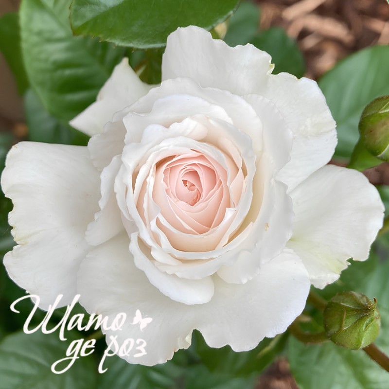 Great North Eastern Rose (Грейт Норт Истерн Роуз) Great North Eastern Rose (Грейт Норт Истерн Роуз)
