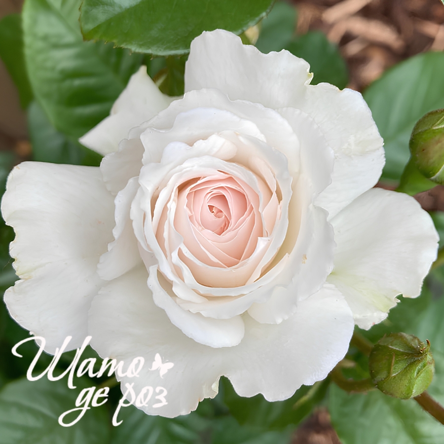 Great North Eastern Rose (Грейт Норт Истерн Роуз)