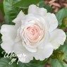 Great North Eastern Rose (Грейт Норт Истерн Роуз)