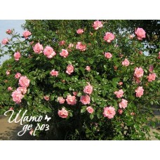 Handel  (Хендель)-foto4