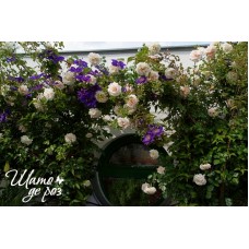 Penny Lane (Пенни Лэйн)-foto3