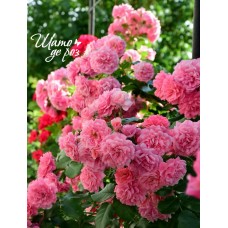 Rosarium Uetersen (Розариум Ютерзен)-foto2