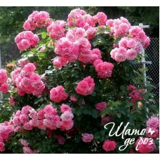 Rosarium Uetersen (Розариум Ютерзен)-foto3