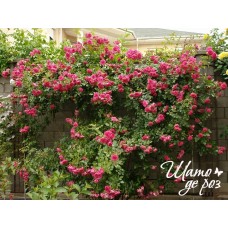 Rosarium Uetersen (Розариум Ютерзен)-foto4