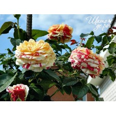Vanille Fraise (Ваниль Фрейз)-foto2