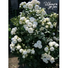 Artemis (Артемис)-foto2