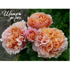 Belle d'Anjou (Бель д'Анжу)