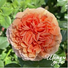 Belle d'Anjou (Бель д'Анжу)-foto3