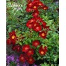 Bienenweide Rot (Биненвайде Рот)