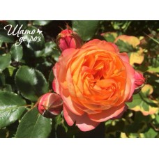 Baby Romantica (Бэби Романтика)-foto2